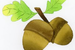acorns