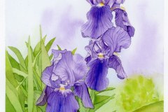 iris1