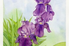 iris2