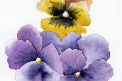 pansies